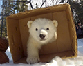anchorage zoo polar bear cub