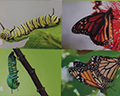 monarch butterflies museum natural history