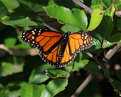 santa cruz monarch butterfly sanctuary