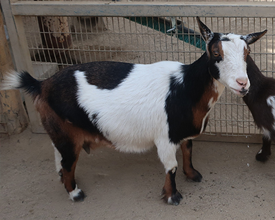 living desert zoo gardens palm springs african pygmy goats