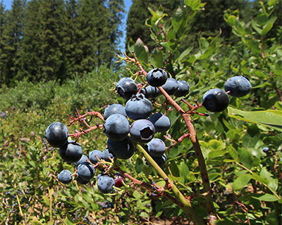apple hill farms u-pick blueberries
