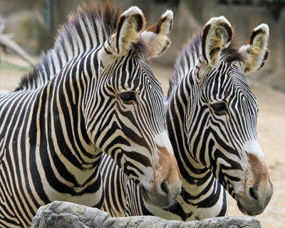 zebras San Diego Zoo