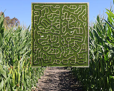petaluma corn maze