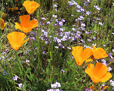 california wine country wildflowers sonoma valley