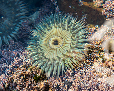 tide pool sea anemone