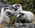 Baby marmots