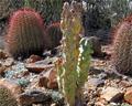 Totem cactus
