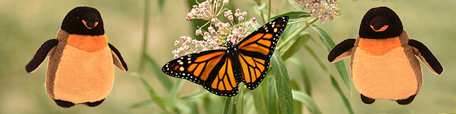 pengos and monarch butterflies