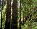 Big Sur redwoods