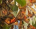 pismo monarch butterflies
