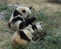 Pandas Beijing Zoo
