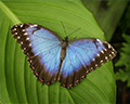 Monteverde Butterfly Garden