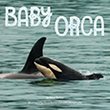 baby orca