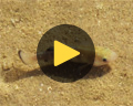 pupfish death valley video travel for kids
