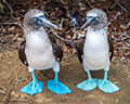 blue footed boobies