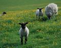 Yorkshire lambs