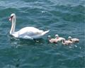 Swans on Lake Garda