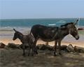 Donkeys on Lamu Island