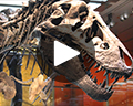 t-rex