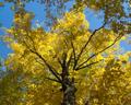 Yellow maple trees