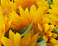 napa farmers market sunflowers