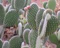 Cactus garden