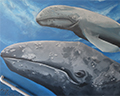 gray whales mural depoe bay