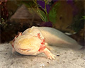 axolotl