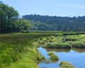 alder island nature trail