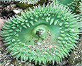 yaquina head tide pools