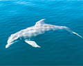 dolphin