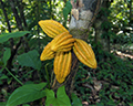 cacao tree