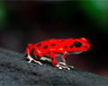 red frog