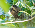 sloth in tree