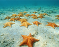 starfish beach