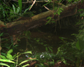 Panama rain forest