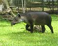 Tapir Panama