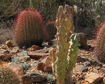 totem pole cactus arizona sonora desert museum
