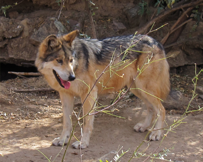 mexican wolf arizona sonora desert museum