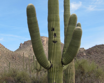 saguaro cactus saguaro national park tucson