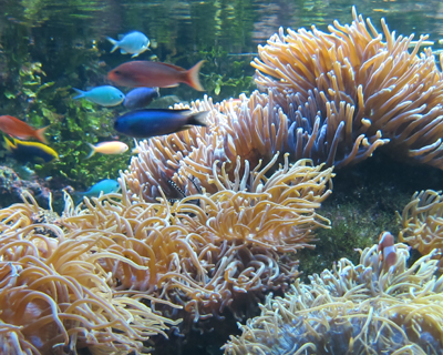 tropical fish sydney aquarium