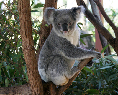sydney taronga zoo koala