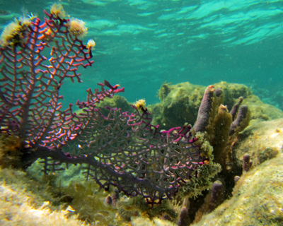 belize coral reef