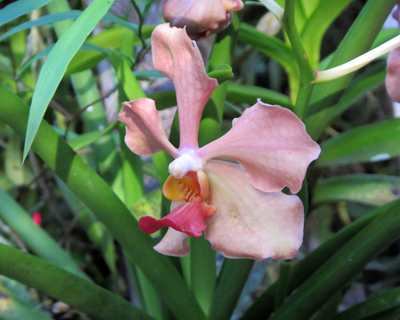belize orchid