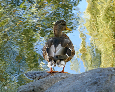 vancouver granville island duck pond