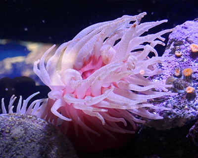 vancouver aquarium sea anemone