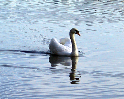 stanley park lost lagoon swans