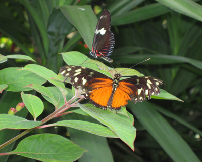 victoria butterfly gardens