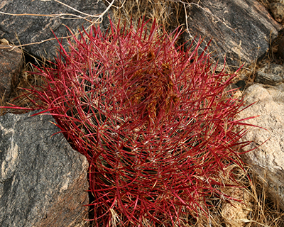 cottontop cactus