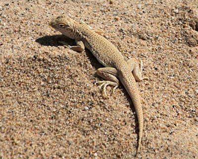 fringe toed lizard kelso dunes mojave national preserve